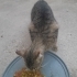 Fip hastalıklı anne kedi ve 4tane yavru fotoğraf