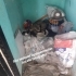 Fip hastalıklı anne kedi ve 4tane yavru fotoğraf