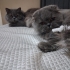 Ücretsiz sahiplenme Scottish fold kardeşler fotoğraf
