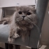 Ücretsiz sahiplenme Scottish fold kardeşler fotoğraf