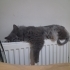 Ücretsiz sahiplenme Scottish fold kardeşler fotoğraf