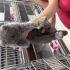 Engelli kedi, fil ayaklı- terk edildi fotoğraf