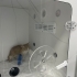 Aşıları Tam Yavru Kedi fotoğraf
