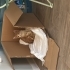 Aşıları Tam Yavru Kedi fotoğraf