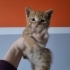Ufacık Patiler, Masum Gözler, Sıcacık Bir  kalp fotoğraf