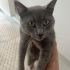 Russian Blue erkek fotoğraf