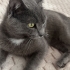 Russian Blue erkek fotoğraf