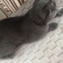 Russian Blue erkek fotoğraf