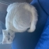 Sevgi Dolu Yuva Arayan Oyun Canavarı Kedimiz 🐾 fotoğraf