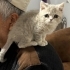 6aylık british shorthair Milo yuva arıyor fotoğraf