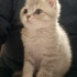 6aylık british shorthair Milo yuva arıyor fotoğraf