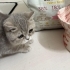 6aylık british shorthair Milo yuva arıyor fotoğraf