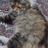 KUCAK DELİSİ BU OĞLUŞ ACİL YUVA ARIYOR. fotoğraf