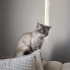 Sevgi bağımlısı yakışıklı Blue Point fotoğraf