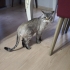Sevgi bağımlısı yakışıklı Blue Point fotoğraf