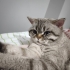 Sevgi bağımlısı yakışıklı Blue Point fotoğraf