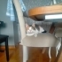 Müzeyyenimize acil yuva arıyoruz fotoğraf