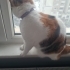 Müzeyyenimize acil yuva arıyoruz fotoğraf