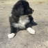 Anneleri Border Collie ,20 Şubat doğumlular, 3 erkek, 1 dişi fotoğraf