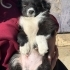Anneleri Border Collie ,20 Şubat doğumlular, 3 erkek, 1 dişi fotoğraf