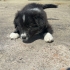 Anneleri Border Collie ,20 Şubat doğumlular, 3 erkek, 1 dişi fotoğraf
