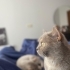 Miyu moca birlikte yuva arıyorlar fotoğraf