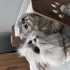 Carlos & Pascal’a Ömürlük Yuva Arıyoruz fotoğraf