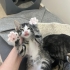 Yuva Arayan Minik Dinozor fotoğraf