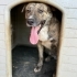 TORA Brindle Labrador Mix Oyuncu ve Sevimli Bir Can fotoğraf