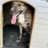 TORA Brindle Labrador Mix Oyuncu ve Sevimli Bir Can fotoğraf