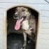 TORA Brindle Labrador Mix Oyuncu ve Sevimli Bir Can fotoğraf