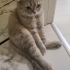 Scotish cins ücretsiz sahiplendirme fotoğraf