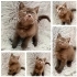 Britihs shorthair dişi yavrumuz yeni yuvasını arıyor fotoğraf