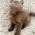 Britihs shorthair dişi yavrumuz yeni yuvasını arıyor fotoğraf