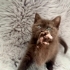 Britihs shorthair dişi yavrumuz yeni yuvasını arıyor fotoğraf