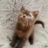 Britihs shorthair dişi yavrumuz yeni yuvasını arıyor fotoğraf