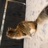 Prenses kız yuva arıyor fotoğraf