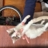 Tek gözü enfekte Acil yuva fotoğraf