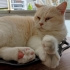 Evcimen ve cool bir kedi sahibine fazlasıyla ilgili fotoğraf