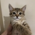 Bebekler acil yuva arıyor fotoğraf