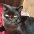 Zeytin British shorthair fotoğraf