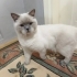 ACİL YUVA ARIYORUZ | British Shorthair Bluepoint fotoğraf