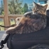 Sevgi Yumağı Este fotoğraf