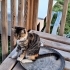 Sevgi Yumağı Este fotoğraf