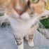 Sevgi Yumağı Este fotoğraf