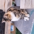 Sevgi Yumağı Este fotoğraf