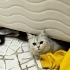 ÇOK OYUNCU, İLGİYE BAYILIR, UYUMLU DİŞİ fotoğraf