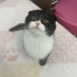 Tamamen Ücretsiz! Yuva Arayan Akıllı Yavru Kediler 🐱✨ fotoğraf