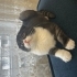 Tamamen Ücretsiz! Yuva Arayan Akıllı Yavru Kediler 🐱✨ fotoğraf
