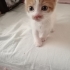 Acill yuva bu insan delisi oglana fotoğraf